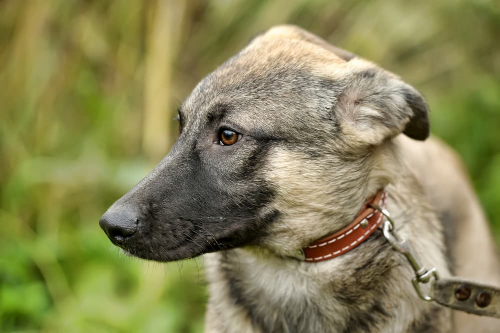 Dog outdoors scared with ears back