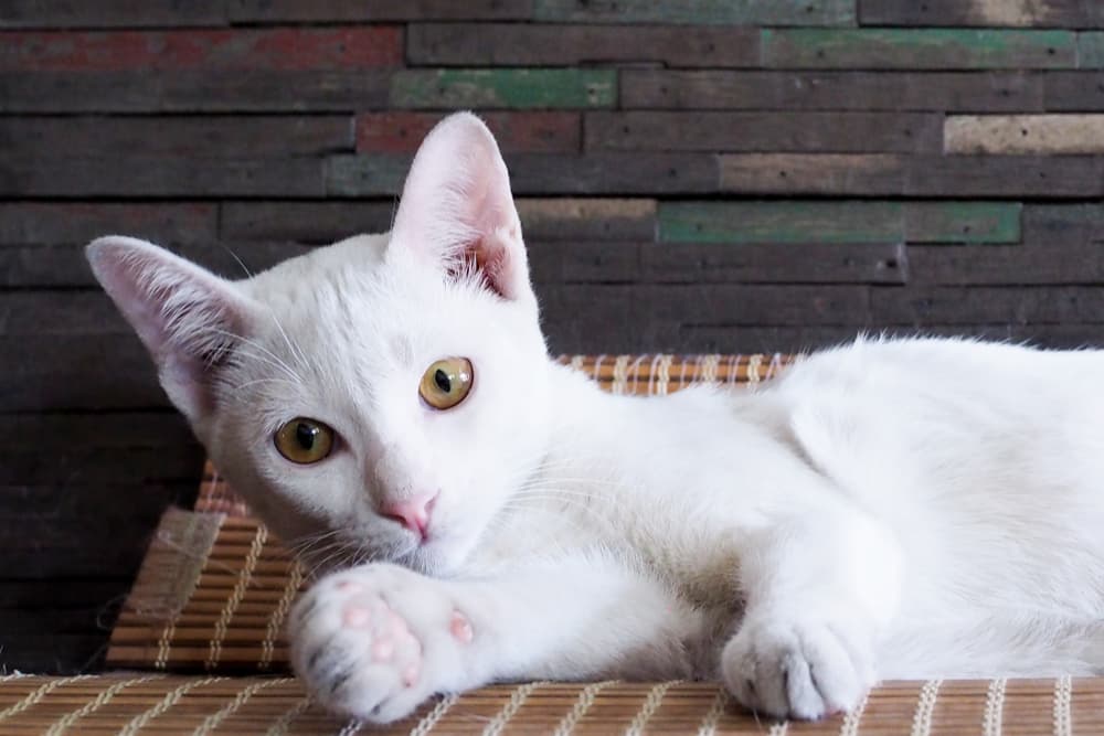 Cat looking up with head tilted