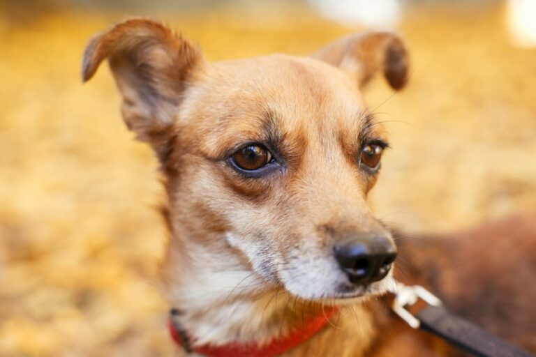 Dog looking scared outdoors