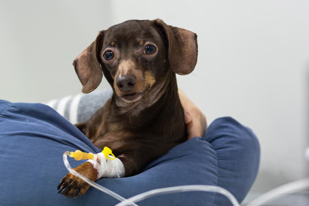 Dog has an IV at the vet