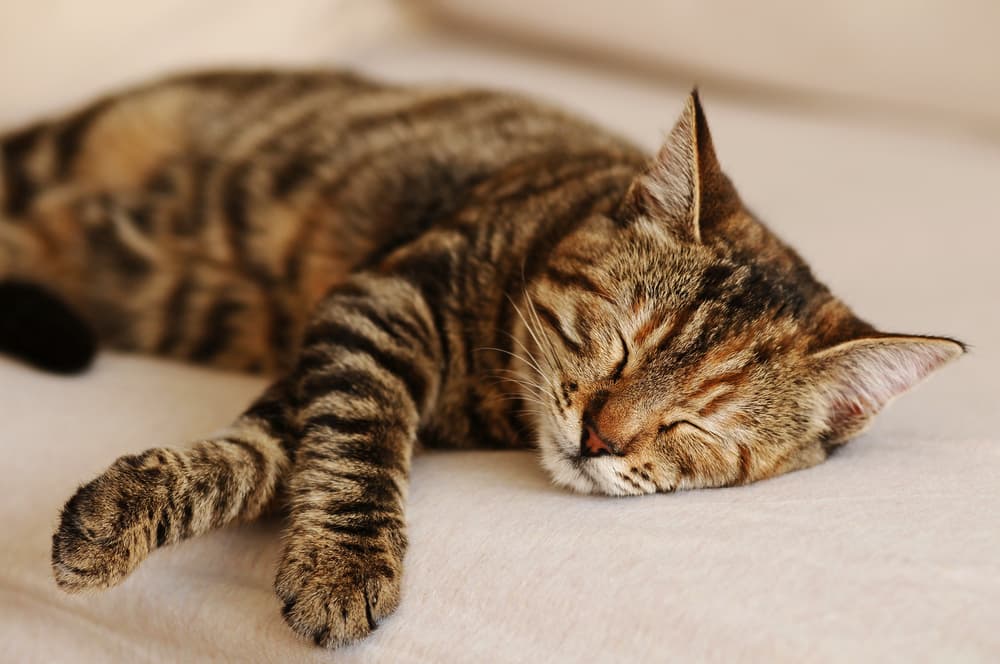 Sleeping cat on the sofa