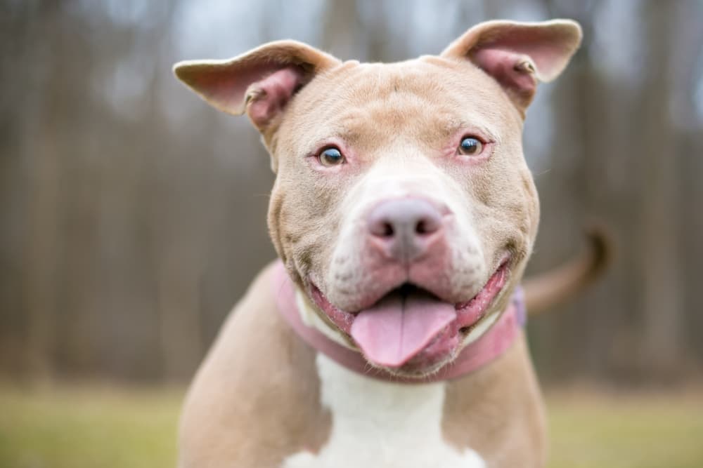 Dog panting and smiling outdoors