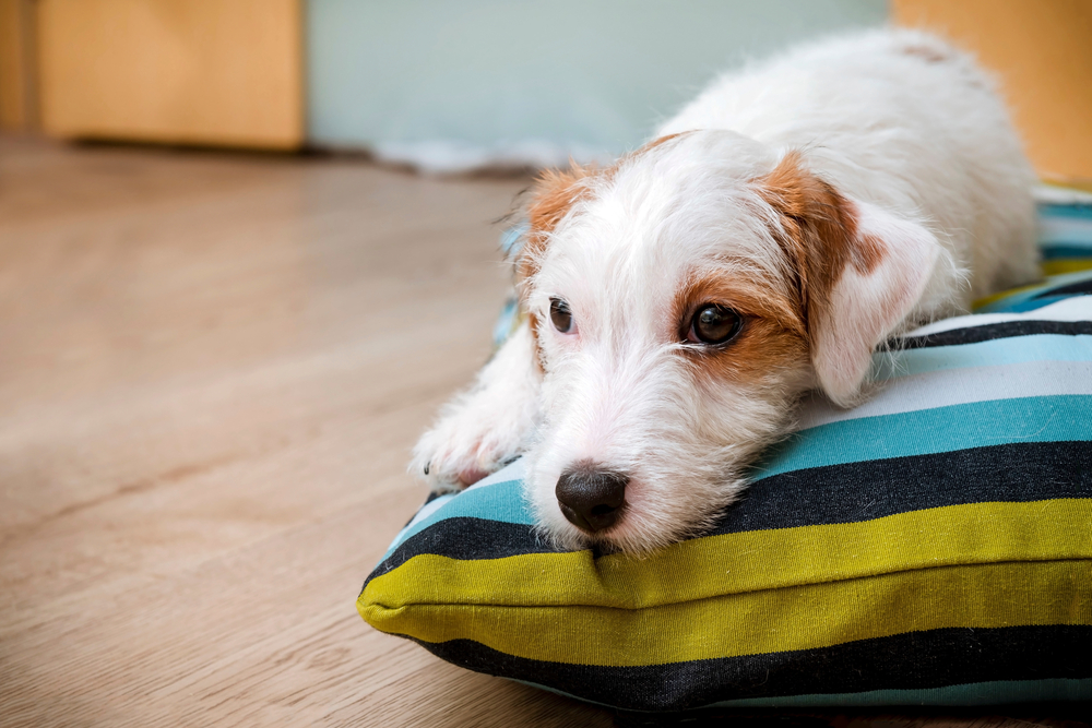 Dog laying on the ground on a pillow