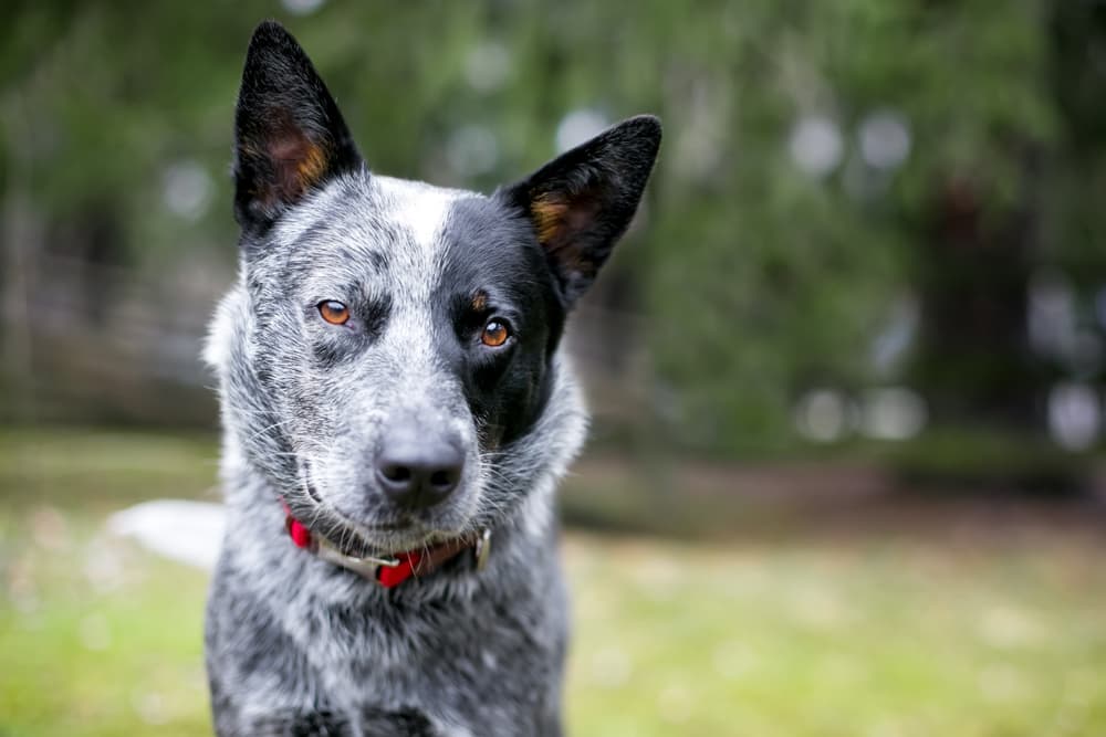Dog squinting into the camera