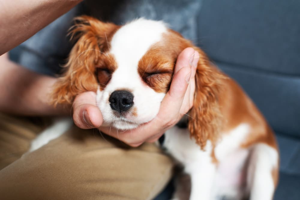 Methocarbamol for Dogs