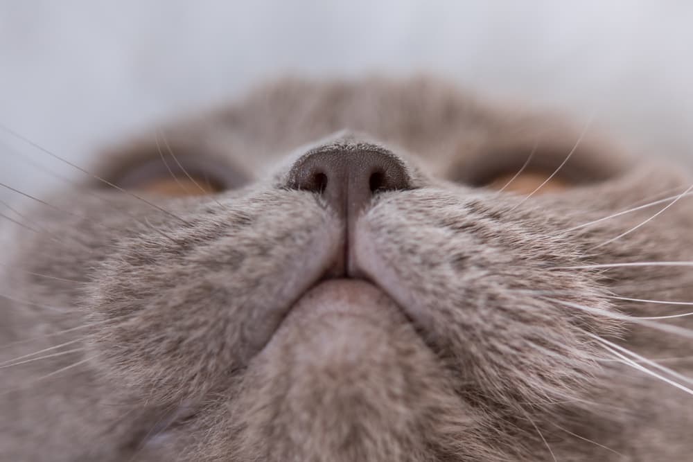 Close up of a cat's lips and mouth and nose