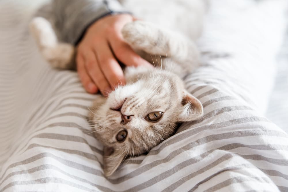 Happy, healthy cat playing with owner
