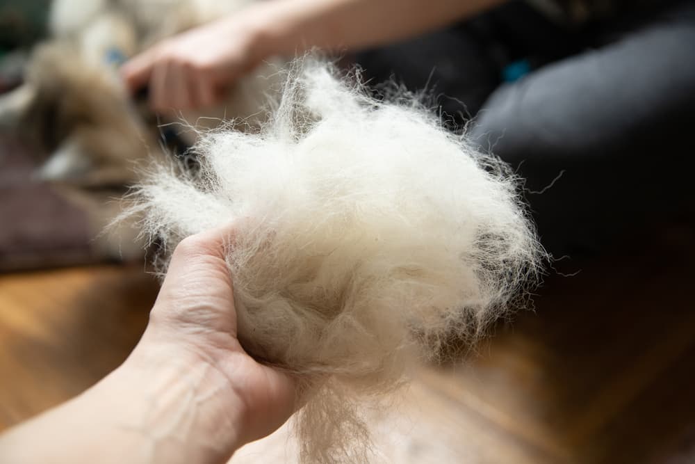 Pet owner holding handful of dog hair