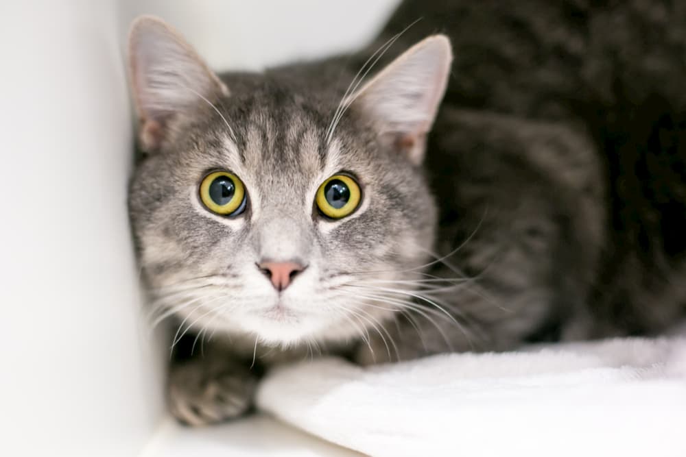 Cat anxious looking scared on couch