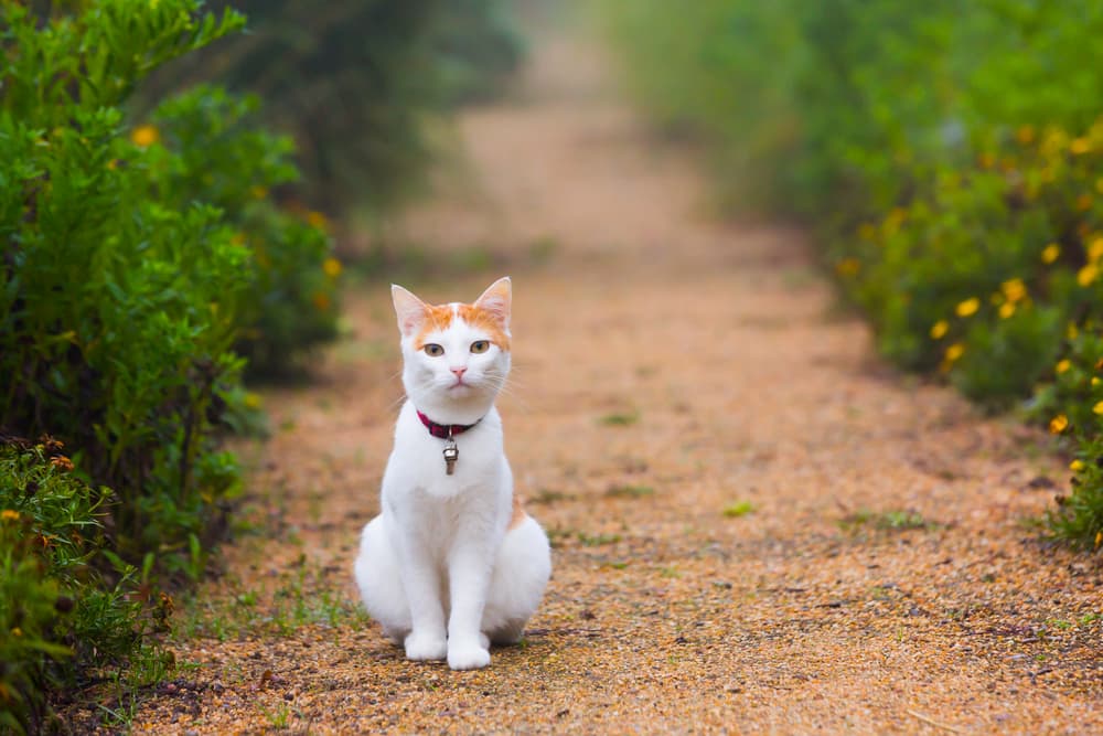 Cat sitting on a path outside