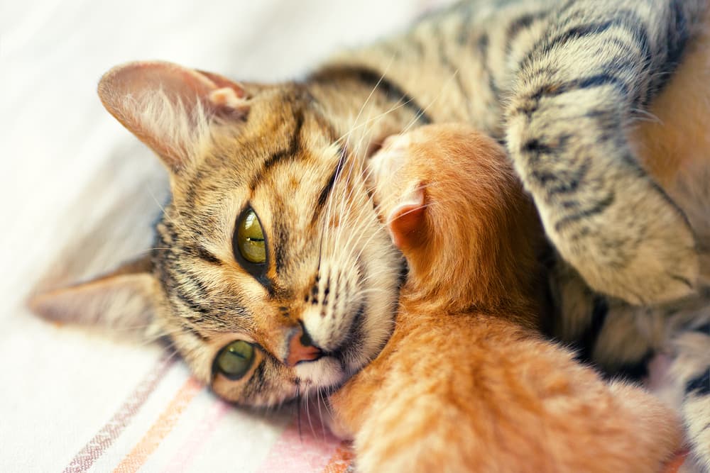Mother cat with her kitten