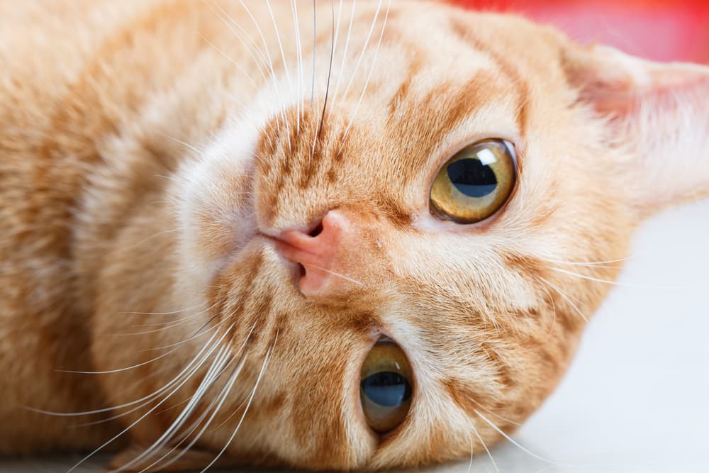 Close up of cat's face and eyes
