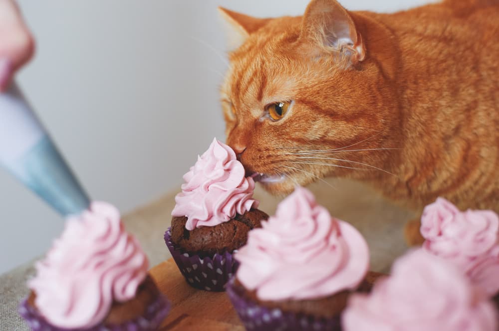 Cat sniffing pink cupcakes