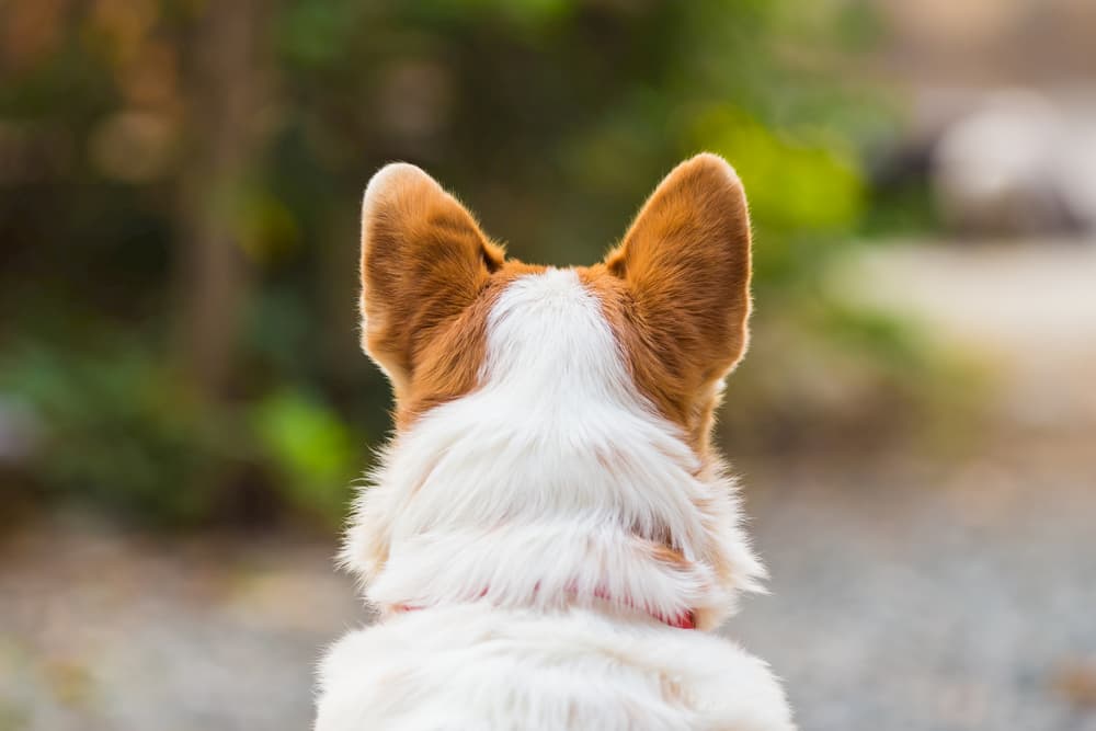 Back of corgi dog's neck