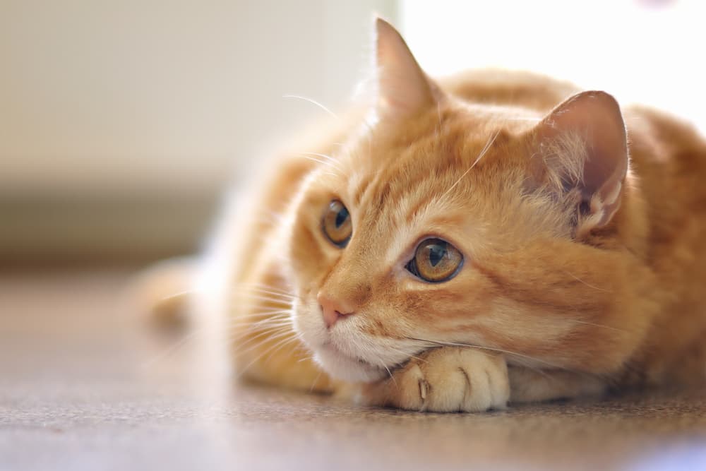Cat lying down on floor looking up to owner