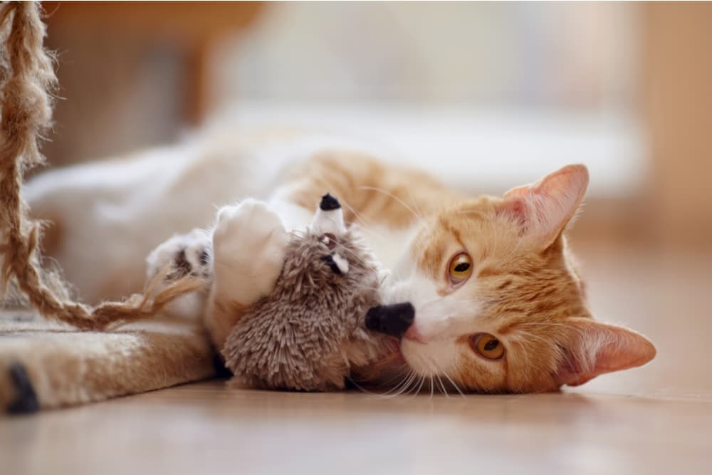 Cat playing with a toy on its own