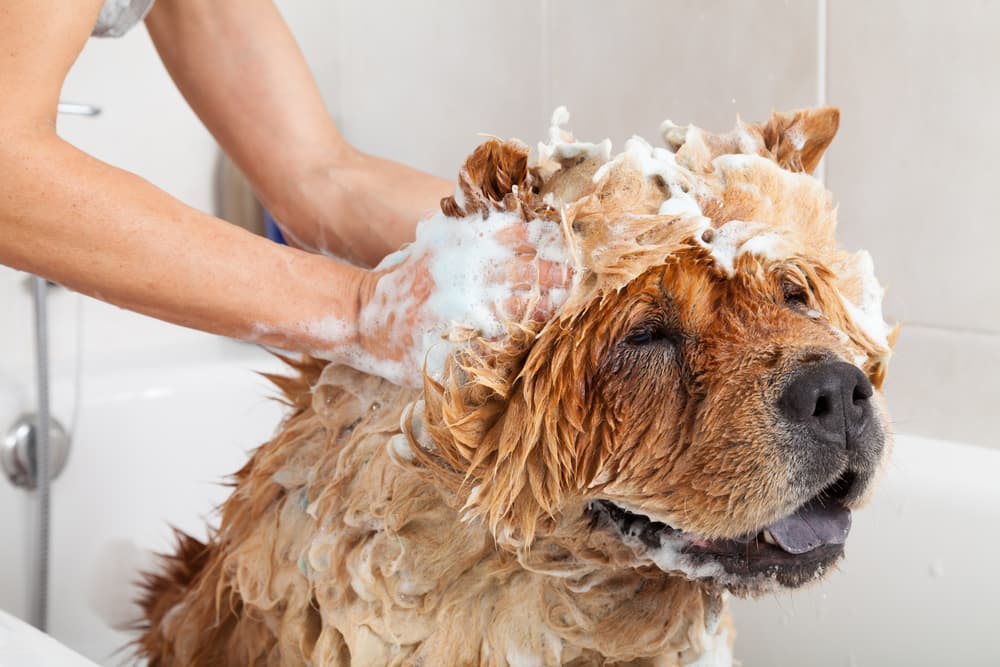 Chow Chow getting a bath