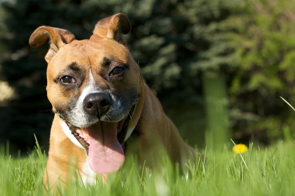 Dog looking smiley in the grass