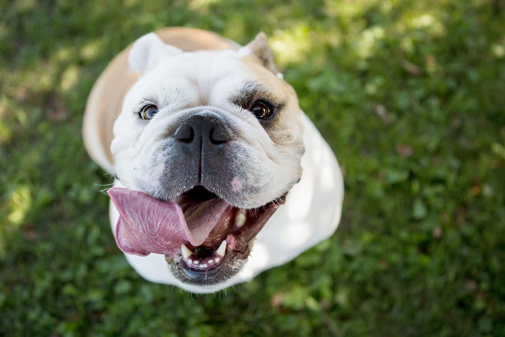 Licorice Root for Dogs: Benefits and Uses