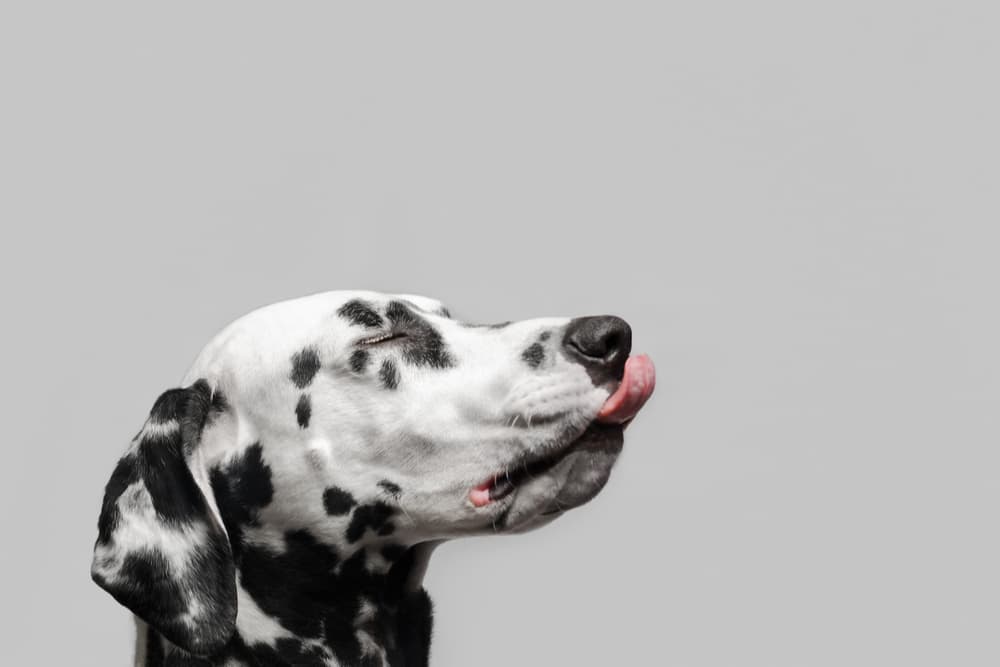 Dalmatian dog licking his lips