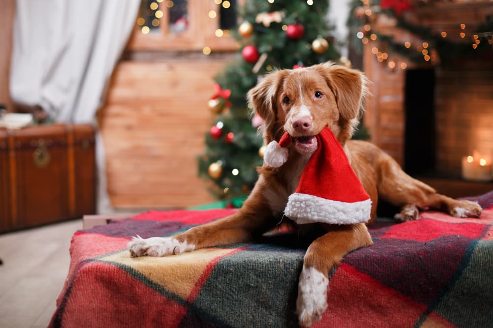 Dog with Santa hat in mouth