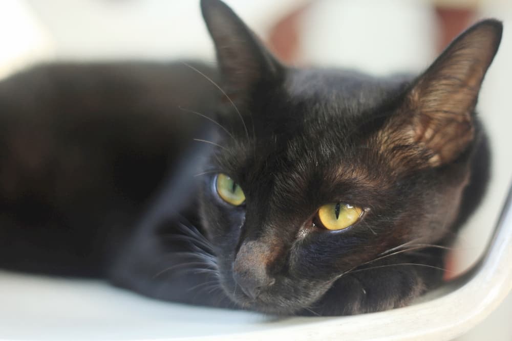 Bombay cat sitting in a chair
