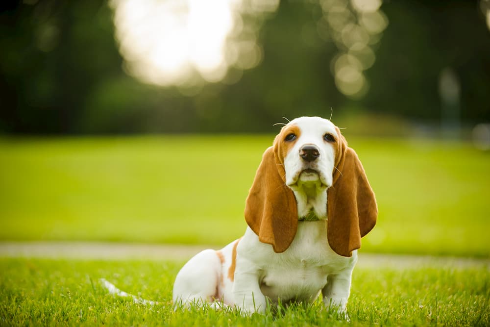 Basset hound puppy sitting in the park
