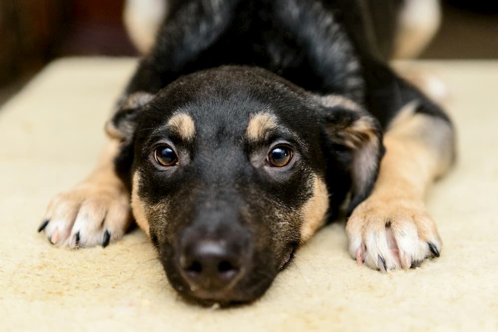 Puppy sitting with face between paws and nails exposed