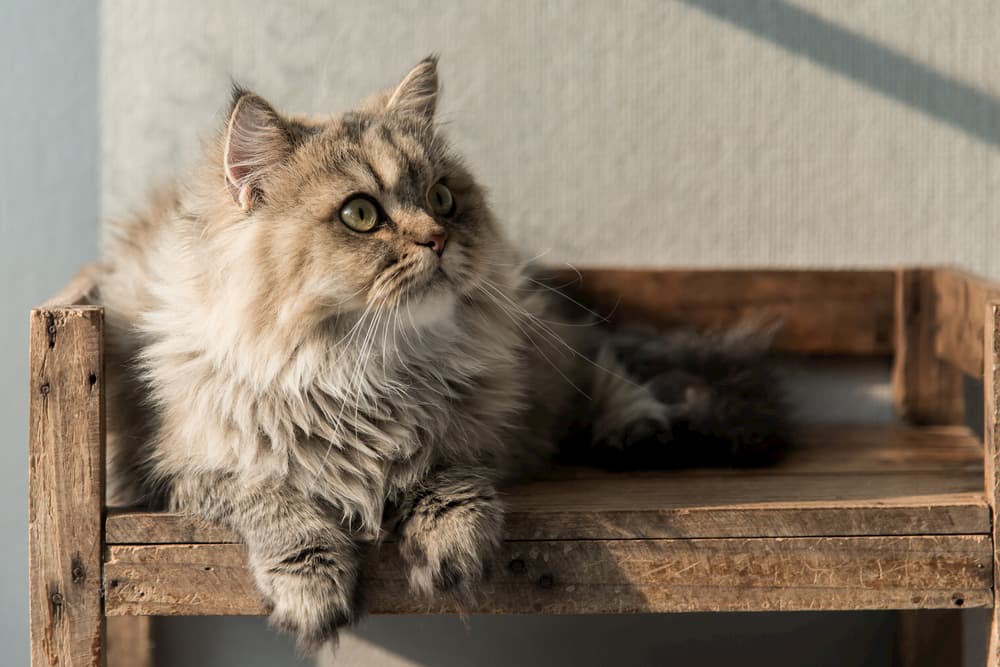 Cat laying on a wooden stool outside