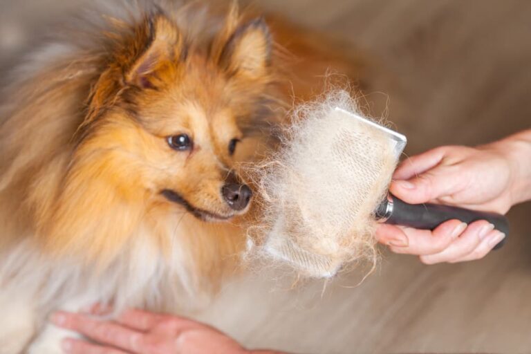 Pomeranian shedding while getting groomed