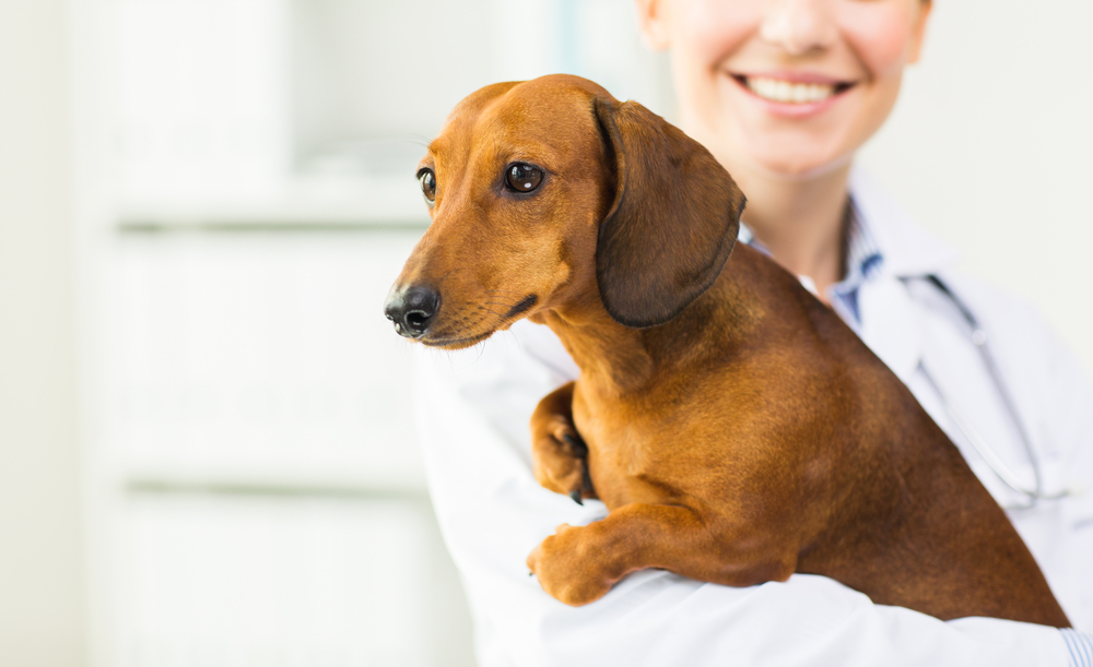 Dachshund at a veterinary office