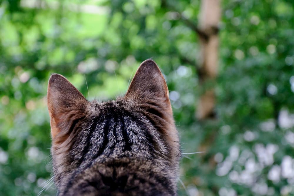 Back of cat's head outdoors