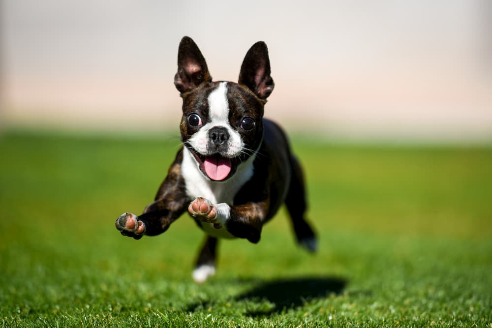 Dog running in the park