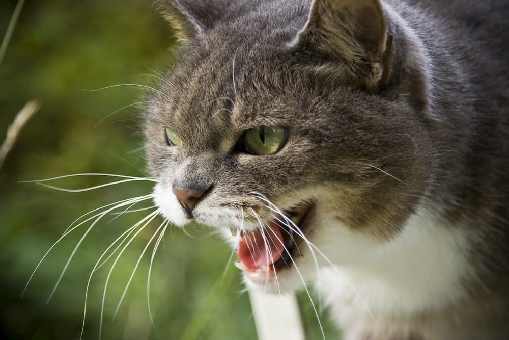 Cat hissing outdoors
