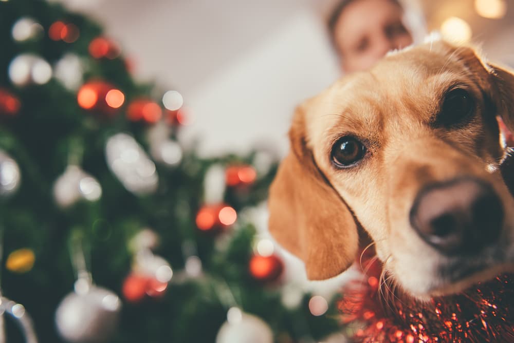 Dog looking at camera on Christmas