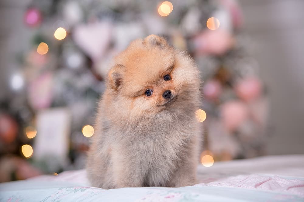 Cute female dog on Christmas
