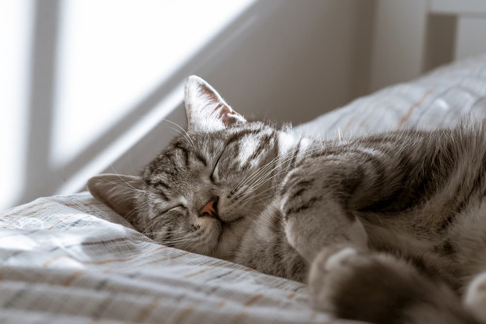 Cat sleeping in her bed