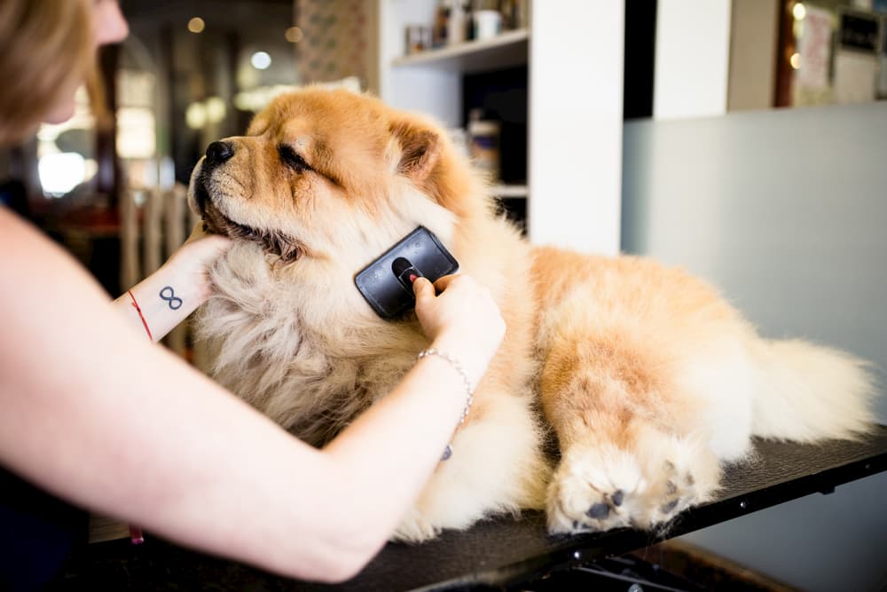 Dog being brushed at grooming salon