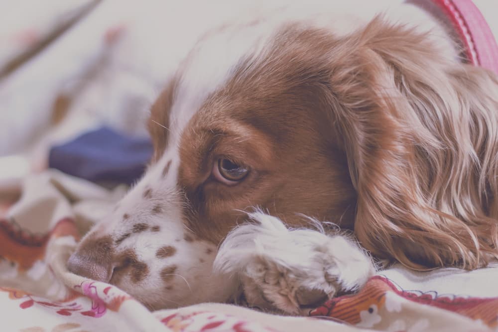 Cocker spaniel laying in blanket sad