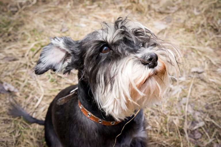 Miniature schnauzer looking up to owner sad