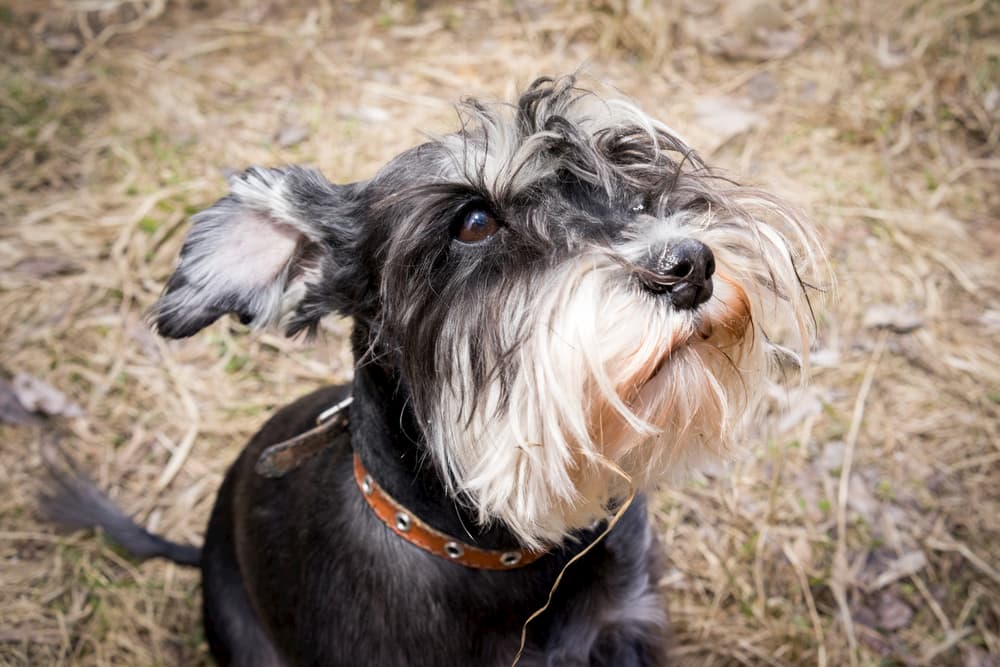 Megaesophagus in Dogs