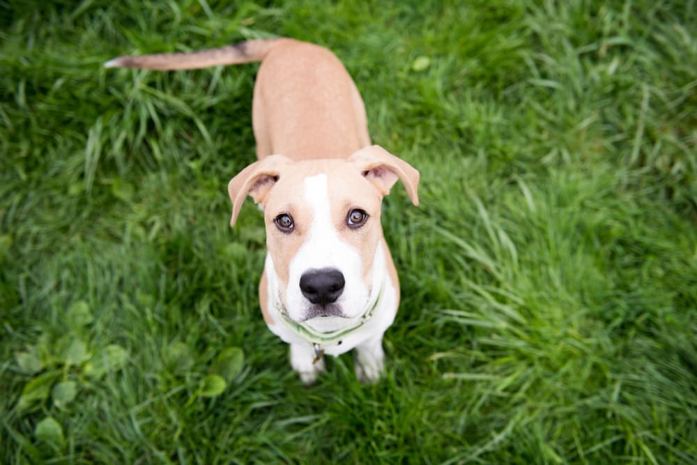 Sebaceous Cysts on Dogs