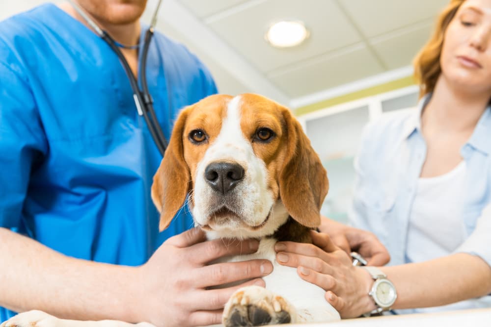 Dog having an exam at the vet