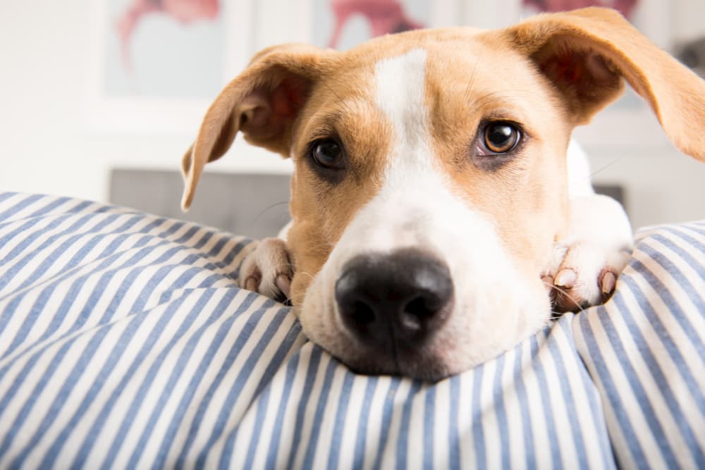 Dog on couch feeling unwell