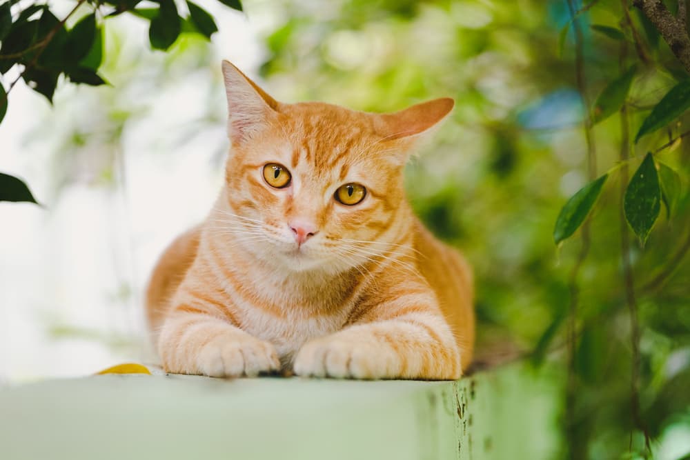 Orange cat outside on wall
