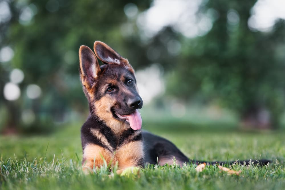 German shepherd puppy with ears up and head tilted