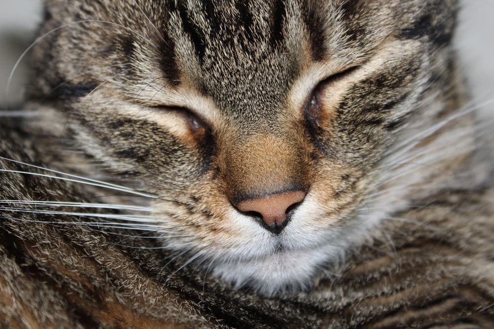 Cat sleeping close up of their nose