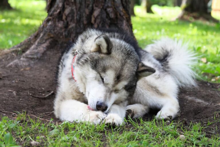 Malamute licking paw outdoors by a tree