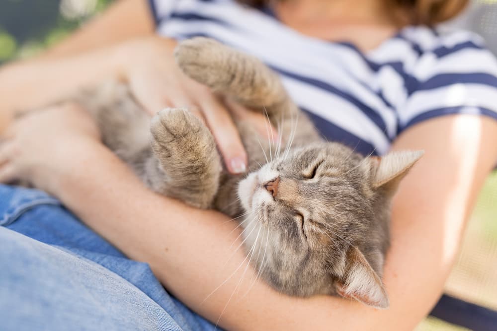 Cat cuddling with owner