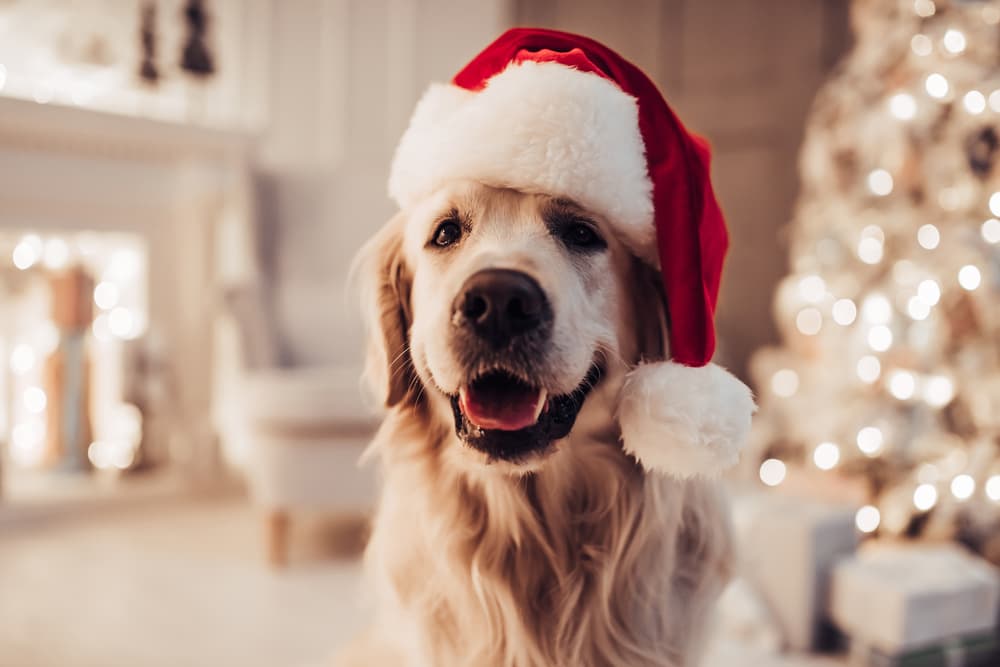 142 Christmas Dog Names to Love All Year Long